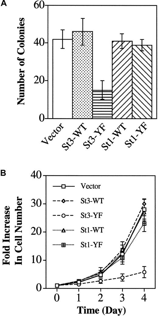 Fig. 5. Expression of dominant-negative STAT3 inhibits SCF-independent survival and proliferation mediated by D816H mutant c-Kit in MO7e cells. / (A) D816H mutant c-kit–transduced MO7e cells were subsequently transfected with the empty pcDNA3.1/Hygro(+) vector, vector containing the wild-type (WT) STAT3 (St3) or STAT1, and vector containing dominant-negative (YF) STAT3 or STAT1. SCF-independent survival was evaluated by counting the numbers of colonies grown in methylcellulose culture 3 weeks following transfection (see “Materials and methods”). The results are presented as mean ± SE from 3 independent experiments. (B) Clones were isolated from colonies in methylcellulose and cultured in suspension in the absence of SCF. SCF-independent proliferation was evaluated from 3 clones in each experimental group by counting the cell numbers over a period of 4 days. The results are presented as mean ± SE from 3 independent experiments.
