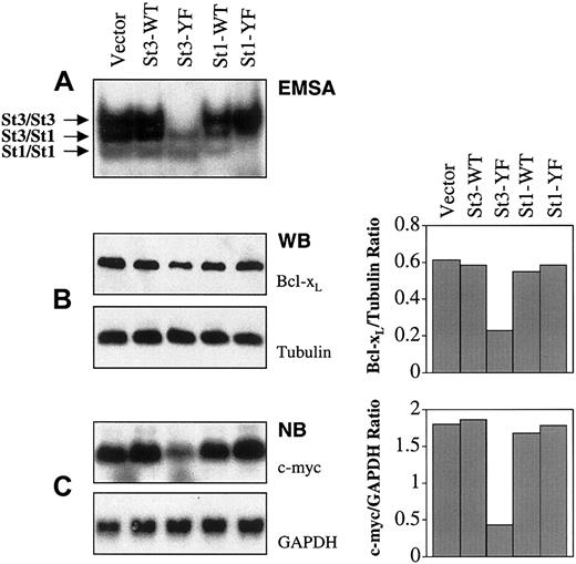 Fig. 6. Down-regulation of Bcl-xL and c-myc by expression of dominant- negative STAT3 in MO7e cells bearing D816H mutant c-Kit. / (A) Cytosolic extracts from representative clones in each experimental group were incubated with 32P-labeled SIEm67 probe, followed by EMSA. (B) Total cellular lysates were analyzed by Western blotting (WB). In the left panel, the upper part was the blot probed with anti–Bcl-xL antibody. Blot from the upper part was stripped and reprobed with antitubulin antibody to verify the protein loading, as shown in the lower part. Density of the bands was determined by densitometry analysis and the Bcl-xL–tubulin ratios are shown in the right panel. (C) Total RNA was analyzed by Northern blotting (NB). In the left panel, the upper part was the blot hybridized with a c-myc–specific probe. Blot from the upper part was stripped and rehybridized with GAPDH-specific probe to verify RNA loading, as shown in the lower part. Density of the bands was determined by densitometry analysis and the c-myc/GAPDH ratios are shown in the right panel. These analyses were performed on 3 different clones transfected with each of the STAT (St) cDNAs or vector alone. Within each group of transfectants, similar patterns of EMSA binding as well as Bcl-xL and c-myc expression were observed. Results of representative clones are depicted.