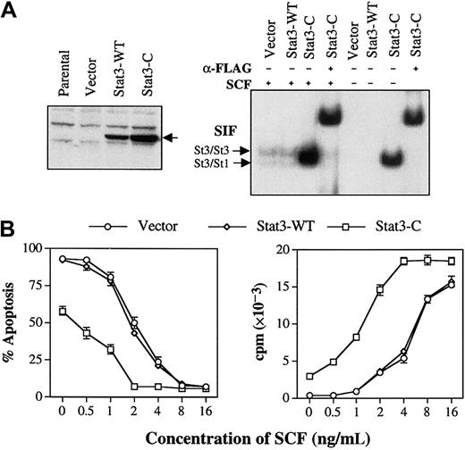 Fig. 7. Constitutively activated STAT3 promotes survival and proliferation of MO7e cells. / (A) Left panel: MO7e cells were transduced with either empty pLNCX vector or vector containing the wild-type STAT3-FLAG or STAT3-C–FLAG. After stable lines of cells were obtained by selection in G418 (0.8 mg/mL), total cellular lysates were prepared and subjected to Western blot analysis with an anti-FLAG antibody (arrow). Right panel: Cytosolic extracts from MO7e cells, in the presence or absence of SCF, were incubated with 32P-labeled SIEm67 probe, followed by EMSA. Some samples were preincubated with an antibody against FLAG before incubation with labeled probe. (B) MO7e cells transduced with the empty vector, wild-type STAT3, or STAT3-C were cultured in the presence or absence of different concentrations of rhSCF for 24 hours. Apoptosis (left panel) and DNA synthesis (right panel) were determined by acridine orange staining and 3H-thymidine incorporation, respectively. The results are presented as a mean ± SE from 3 independent experiments.