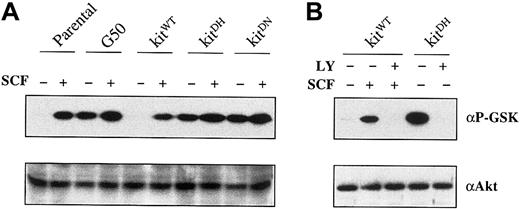 Fig. 8. Constitutive activation of PI-3K/Akt pathway in MO7e cells expressing Asp816 mutant c-Kit. / (A) Different cells as indicated were incubated in 0.5% FCS in the absence of SCF for 5 hours and then stimulated with rhSCF (40 ng/mL) for 5 minutes. Akt protein was immunoprecipitated and the in vitro Akt kinase assay using GSK-3 fusion protein as substrate was carried out as described in “Materials and methods,” followed by Western blot analysis. The blot in the upper panel was probed with antiphospho–GSK-3 antibody. This blot was subsequently stripped and reprobed with anti-Akt antibody, as shown in the lower panel. (B) MO7e cells transduced with wild-type or D816H mutant c-kit were incubated in 0.5% FCS in the absence of SCF for 5 hours. LY294002 (20 μM) was added to some samples as indicated at the fourth hour of the incubation, followed by the experimental procedures as described in panel A.