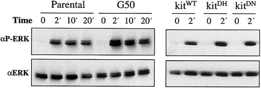 Fig. 9. Similar activation patterns of MAP kinase in MO7e cells with or without Asp816 mutations of c-kit. / Total cellular lysates (20 μg) from cells unstimulated or stimulated with SCF (40 ng/mL) for the times indicated were examined by Western blot analysis. The upper panels show the MAP kinase phosphorylation recognized by the antibody against phosphorylated ERK-1 and ERK-2. The same blots were stripped and reprobed with the antibody reactive with both ERK-1 and ERK-2, as shown in the lower panels.