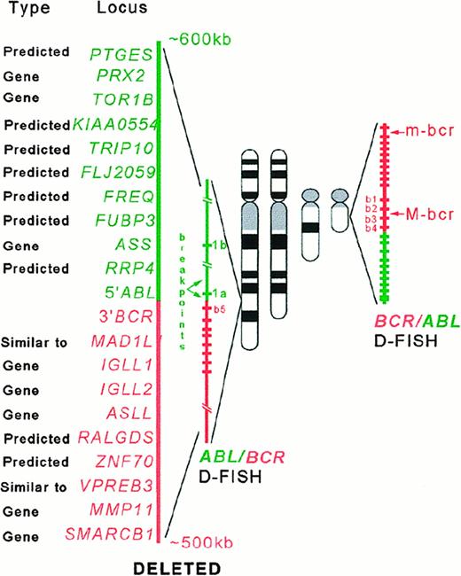 Fig. 5. Schematic representation of the. / ABL/BCR and BCR/ABLrearrangements with D-FISH configuration and the genes (known and predicted) that map to the deleted regions.