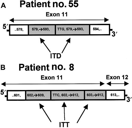 Fig. 3. Structural comparison of ITD and internal tandem triplication in the. / FLT3 gene. (A) ITD within exon 11 from patient 55. Three nucleotides (TTG = Leu) are inserted prior to the duplication of codons 579 to 593. (B) A novel internal tandem triplication within exon 11 from patient 8. Three nucleotides (TTC = Phe) are inserted prior to duplication of codons 602 to 612. Codons 603 to 612 are duplicated again, forming a triplication of codons 603 to 609.