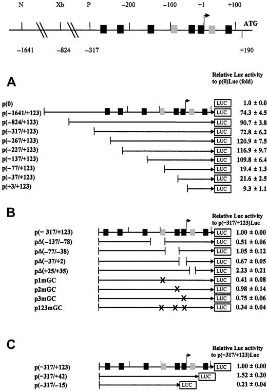 Fig. 1. Deletion and point mutation analysis of the CD99 gene promoter region. / (Top) Linear diagram of the promoter region is shown. Putative SP1-binding sites, core sequences (GGGCGG, complement CCGCCC, or both) and the decanucleotide (GGGGCGGGGC) consensus sequences, are located at −274, −242, −151, −95, −48, −5, +24, and +74 and are indicated as black and gray rectangles, respectively. Nucleotide numbers are relative to the transcription start site (+1) published previously14 and are indicated by the arrowhead. (Bottom) Various promoter-luciferase fusion constructs and the promoterless vector as a negative control were transiently transfected into 293 cells. Eighteen CD99 promoter variants 8 5′ deletion derivatives, 4 internal deletion and 4 point mutation derivatives, and 2 3′ deletion derivatives. (A) Relative activities of the 5′ deletion derivatives of the CD99 promoter region. Plasmid names of eight 5′ deletion derivatives and the full-length CD99 promoter construct are listed to the left of the diagram in the middle. The included CD99 promoter region is denoted in the name of each construct. Relative luciferase activity, shown to the right of each construct, is expressed as the -fold of the luciferase activities obtained from the promoter-luciferase fusion construct over the promoterless vector, p(0)luc. To normalize plate-to-plate variations, the construct containing the TK promoter-driven Renilla luciferase (pRLTK) was cotransfected, and the activities of firefly and Renillaluciferases were measured sequentially from a single sample using a dual-luciferase reporter assay system. Data represent averages from 3 separate transfections performed with each construct. (B) Relative activities of the internal deletion and the point mutation derivatives of the CD99 promoter region. The name of internal deletion mutant indicates the position of the deleted region. p1mGC, p2mGC, p3mGC, and p123mGC contain the mutated GC boxes at −95, −48, −5, and −95/−48/−5, respectively. (C) Relative activities of the 3′ deletion derivatives of the CD99 promoter region. The included CD99 promoter region is denoted in the name of each construct. Transfection and analysis were performed as previously described in panel A.