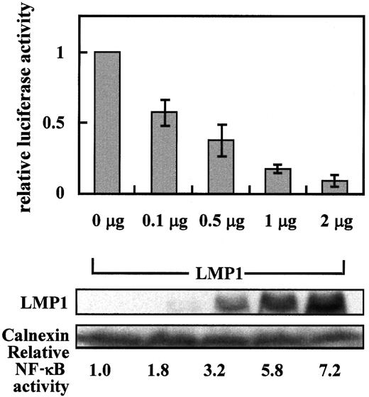 Fig. 3. LMP1 represses the core promoter activity of CD99 in a dose-dependent manner. / Relative luciferase activity was measured in 293 cells cotransfected with 0.5 μg CD99 promoter-driven luciferase construct p(–137/+123)luc, together with various amounts of the LMP1 expression plasmid (pcDNA3-LMP1). Transfected cells were prepared as previously described. After protein quantitation, lysates were separated by 10% SDS-PAGE and electroblotted onto the nitrocellulose filters. The same filter was probed with monoclonal antibodies such as CS1-4 and anti-Calnexin for LMP1 and Calnexin, respectively. One microgram pNF-κB CAT was cotransfected to confirm the activity of the cotransfected LMP1. Relative luciferase activity values represent mean ± SD of 3 independent transfections, whereas CAT values are the averages of 2 transfections among them.