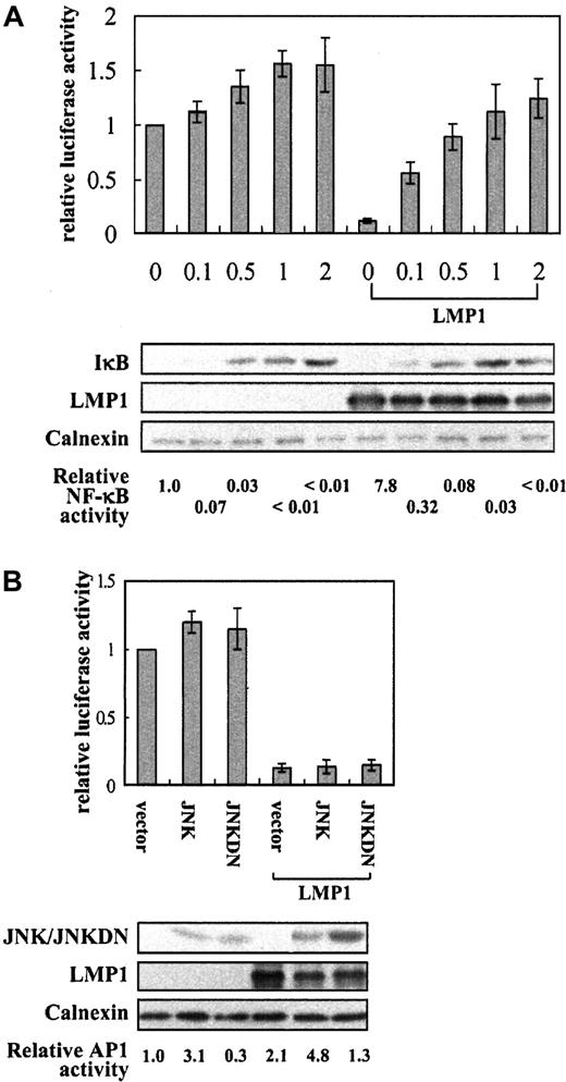 Fig. 5. Inhibition of CD99 by LMP1 is markedly restored by a constitutively active form of the κB inhibitory protein, IκBαS32/36A. / (A) Effect of IκBαS32/36A on the CD99 promoter activity in the presence or absence of LMP1. A half microgram of the reporter construct, p(−317/+123)luc, was cotransfected with increasing amounts (μg) of the construct expressing FLAG-IκBαS32/36A. The same filter was probed with monoclonal antibodies such as CS1-4, M5, anti-Calnexin for LMP1, FLAG- IκBαS32/36A, and Calnexin, respectively. One microgram pNF-κB CAT was cotransfected to confirm the functions of cotransfected LMP1 and FLAG-IκBαS32/36A. Values represent the mean of 3 independent transfections. (B) Relative CD99 promoter activities with various JNK constructs in the presence or absence of LMP1. M5 monoclonal antibody was used for the detection of the wild-type JNK (pcDNA3-FLAG-JNK) and its dominant-negative form, shown as JNKDN (pcDNA3-FLAG-JNK(apf)). The reporter construct, AP-1 CAT, was cotransfected to confirm the activity of cotransfected JNKs. Relative luciferase activity values represent mean of 3 independent transfections, whereas CAT values are the averages of 2 transfections among them.