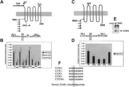 Fig. 1. Expression analysis of Duffy and CCR5 mutant constructs. / (A) Schematic diagram of Duffy protein showing the known positions of Fy620 and Fy321 epitopes and the position of the single amino acid polymorphism associated with the Fybantigen.4 The sequence of the first cytoplasmic domain and the flanking sequences in the transmembrane (TM) domains 1 and 2 are also depicted. The introduced mutations are listed. To test whether the C residue at position C93, by forming an abnormal disulfide bond with R89C, can be responsible for weak expression, the double mutant R89C/C93A and the single C93A control mutation were constructed. R89 was also mutated to S to introduce a relatively minor sulfur-to-oxygen side-chain substitution; to K, a positively charged residue; to H, which is positively charged only depending on its surrounding microenvironment; to a negatively charged E; and to Q, which is similar in structure to E but is neutral. (B) Flow cytometric analysis of Duffy mutants expressed in 293T cells using murine monoclonal anti-Fy6 (clone K60), anti-Fy3 (clone CRC-512-1), and the human polyclonal reagent anti-Fyb. Values on the y-axis depict percentage of the median fluorescence intensity relative to wild-type Duffy expression after normalizing for transfection efficiency. As reported previously,11 R89C was expressed weakly as compared with wild-type (WT) Duffy. Substitution of C93 with A resulted in wild-type Duffy expression levels, but with the double mutation R89C/C93A, a low-level expression comparable to that of R89C was seen, indicating that the reduced expression of R89C mutant is not caused by disulfide bond formation with the C93 residue. Only the conservative substitution to K rescued expression to wild-type levels. (C) Schematic diagram of CCR5 with the list of mutations introduced into R60 and the sequence of the first cytoplasmic domain and the flanking TM 1 and TM 2. (D) Flow cytometric analysis of CCR5 constructs expressed in 293T cells using 2D7, which recognizes epitopes on the second extracellular loop of CCR5.22 Values on the y-axis depict percentage of the median fluorescence intensity relative to wild-type CCR5 after normalizing for transfection efficiency. (E) Western blot analysis of 293T cells transfected with wild-type and R60S CCR5 expression vectors using monoclonal antibody 1D4, which recognizes a 9-residue rhodopsin tag15 present in the carboxy-terminal of both constructs. CCR5 protein, indicated by the arrow, is expressed more weakly in R60S CCR5 whole-cell extracts than in wild-type CCR5 and is absent in mock-transfected lysates. (F) Sequence comparison of the predicted first intracellular loop of several members of the chemokine receptor superfamily, highlighting the conservation of the positively charged R60 residue.