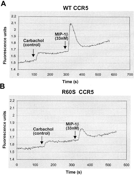 Fig. 2. Functional analysis of CCR5 R60S protein in 293T cells. / The ability of transiently transfected wild-type (A) and R60S CCR5 (B) cells to stimulate increases in intracellular calcium concentration in response to MIP-1β was measured using calcium-sensitive dye Fluo-3,am, which is converted to Fluo-3 by intracellular esterases. Representative traces of fluorescence (λex 505 nm, λem 525 nm) (y-axis) from fluo-loaded cells in response to injection of 1 mM carbachol (control) and 33 nM MIP-1β as a function of time (x-axis) are depicted. To control for efficient loading of the dye to the cells and thereby standardize the response, the carbachol-dependent calcium flux associated with ligand binding to endogenous muscarinic receptors was also measured. The activity of the wild-type CCR5 receptor was measured as the ratio of the height of the peak for MIP-1 β (0.42 arbitrary fluorescence units) to that of the peak for carbachol (0.12 units) and was calculated as 3.5 in this experiment and defined as 100%. The height of the MIP-1 β peak (0.16 units) divided by the carbachol peak (0.08 units) was calculated to be 2, which translated as 57% of the wild-type CCR5 receptor activity in this experiment. The labeled arrows indicate the addition of 1 mM carbachol and 33 nM MIP-1β.