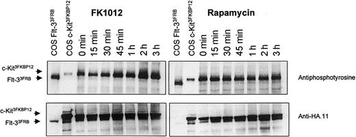 Fig. 2. Changes in tyrosine phosphorylation are discernible following stimulation with FK1012 but not rapamycin. / Western blot analysis of whole-cell lysates from Ba/F3 cells coexpressing c-Kit3FKBP12 and Flt-33FRB and stimulated with either FK1012 (left) or rapamycin (right). Lysates from COS cells expressing either fusion (COS c-Kit3FKBP12 and COS Flt-33FRB) have been included for size comparisons. Top panels show antiphosphotyrosine antibody labeling (4G10; Upstate Biotechnology, Lake Placid, NY) at various times in response to either FK1012 (100 nM) or rapamycin (100 nM). Bottom panels show the same blots after being stripped and reprobed with the anti-HA.11 antibody (Berkeley Antibody Company, Berkeley, CA) to show equivalent loading.