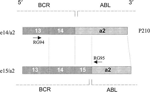 Fig. 2. Protein scheme. / The scheme represents a structural view of the translated products from e14/a2 and e15/a2 junctions. Translation of e15/a2 transcript would result in a protein that is only 3 amino acids longer than the classical P210 BCR/ABL, although quite different in the composition of amino acid residues. The primers used are indicated by arrows.