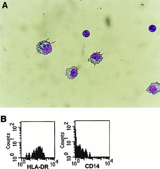 Fig. 4. CD1a+ cells are dendritic cells. / (A) Cytospin preparations from lymphoid cultures showing small B-lymphoid cells with scanty cytoplasm and large cells with typical dendritic morphology. (B) FACS analysis of large cells generated in lymphoid culture (gated using FSC as in Figure 3H). CD1a+cells uniformly express high levels of HLA-DR but do not express the monocyte marker CD14. Wright-Giemsa stain, original magnification × 40.
