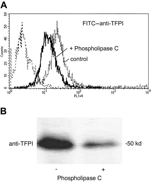 Fig. 8. TFPI-1 on mononuclear cells is GPI-anchored. / Effect of phospholipase C treatment on the association of TFPI-1 with mononuclear cells. Cells were incubated in the absence and in the presence of phospholipase C. TFPI-1 surface expression was analyzed by flow cytometry (A) and TX-114-soluble, membrane-associated TFPI-1 by Western blotting with anti–FPI-1 antibody (B).