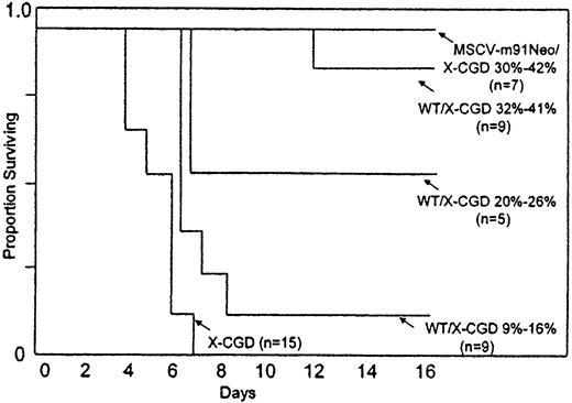 Fig. 1. Survival of X-CGD mice after intraperitoneal challenge with B cepacia. / Untransplanted X-CGD control mice or X-CGD mice previously transplanted with X-CGD BM mixed with varying amounts of either wild-type or MSCV-m91Neo-transduced X-CGD BM were challenged with 103CFU B cepacia by intraperitoneal injection. The fraction surviving in each group is shown as a function of the day after inoculation. Groups are as indicated.
