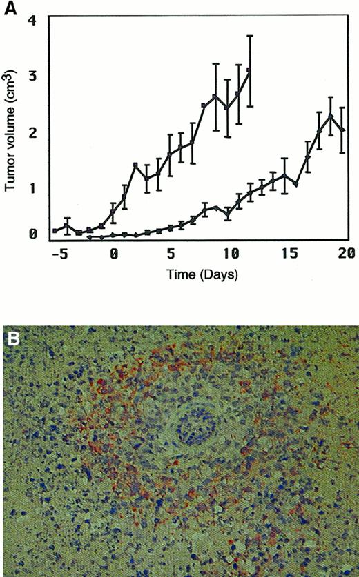 Fig. 5. Intravenous injection of MV slows progression of Raji tumors. / Prominent perivascular anti–MV H staining is observed in tumor sections after systemic injection of MV. (A) Mice bearing established Raji xenografts were injected intravenously with 107 pfu MV on 4 occasions (days 0, 3, 5, and 7) (●) or UV-inactivated control virus (♦). The x-axis represents time after MV injection. The y-axis represents tumor volume (cm3). (B) A section of Raji tumor after intravenous injection of MV. Immunoreactivity with anti–MV H antibody appears as orange-brown staining around a blood vessel.