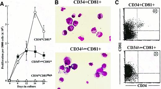 Fig. 3. Proliferation and differentiation potentials for CD34+CD81+, CD34lowCD81+, and CD34+CD81high cells in suspension cultures. / (A) Proliferation of 1 × 103CD34+CD81+ (○), CD 34lowCD81+ (▪), and CD34+CD81high cells (▵) in a time-course experiment. (B) Photographs of progenies derived from CD34+CD81+ and CD34lowCD81+ cells in suspension cultures on day 12. A tendency for CD34+CD81+ cells to generate myelocytes and for CD34lowCD81+ cells to generate erythrocytes is shown (× 400). (C) Low cytometric profiles of expression of CD81 and CD34 on progenies derived from CD34+CD81+ and CD34lowCD81+ cells in suspension cultures on day 14. CD34+ cells were obtained only from the CD34+CD81+ fraction.