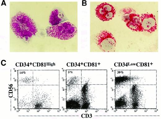Fig. 5. NK cell and mast cell production from CD34+CD81+, CD34lowCD81+, and CD34+CD81high cells cultured on stroma derived from NOD/SCID fetal-mouse liver. / (A) Appearance of NK and mast cells derived from the CD34+CD81high fraction in 4-week culture with NOD/SCID fetal-mouse liver stroma. The photograph shows 2 mast cells and a large granular NK cell stained with May-Grünwald–Giemsa solution (× 1000). (B) The presence of mast cells were confirmed by the reaction with a mAb specific to human tryptase on APAAP staining. The photograph shows positive staining for tryptase in mast cells derived from the CD34+CD81high fraction (× 1000). (C) Flow cytometric profiles of expression of CD56 and CD3 on cells cultured from CD34+CD81+, CD34lowCD81+, and CD34+CD81high cells on NOD/SCID fetal-mouse liver stroma for 4 weeks.