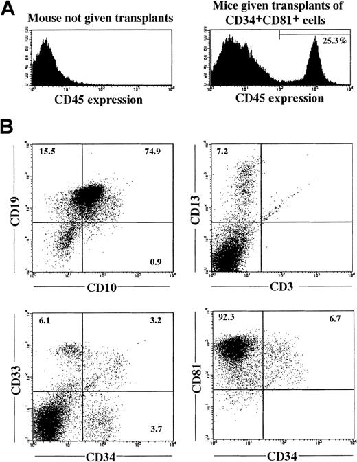 Fig. 6. Reconstitution of lymphohematopoiesis in a NOD/SCID mouse by CB CD34+CD81+ cells. / (A) Human CD45+ cells in BM of NOD/SCID mice not given transplants and in NOD/SCID mice given transplants of 1 × 104 CD34+CD81+ cells, 16 weeks after transplantation. (B) Expression of various lineage-specific markers on human CD45+ cells shown in Figure 6A.