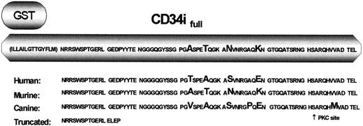 Fig. 2. GST-CD34ifull fusion protein. / The native CD34 protein contains 23 transmembrane and 73 intracellular amino acids in addition to the extracellular domain. Depicted is the amino acid sequence of CD34 that was expressed as a GST-fusion protein in studies designed to precipitate CD34 interacting protein(s). This region includes roughly half the transmembrane domain (parentheses) and all of the intracellular domain of full-length CD34. Listed below is a comparison of the predicted amino acid sequences of human, murine, and canine CD34, demonstrating the high degree of conservation between species. Amino acids differing between species are enlarged. Depicted on the bottom line is the corresponding sequence of truncated CD34. Note that the first 12 intracellular amino acids are 100% conserved between species.
