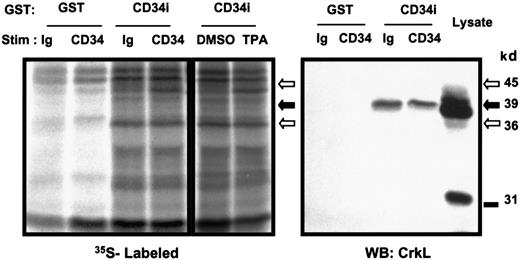 Fig. 3. Detection of GST-CD34ifull–associated proteins. / To screen for potential CD34-associated proteins, logarithmically growing KG1a cells were adjusted to 6 × 105/mL and loaded with 35S-methionine/cysteine for 16 hours to label intracellular proteins. Cells were stimulated with 15 μg/mL CD34 antibody (“CD34”; 9C5), Ig control (“Ig”; MOPC 21), 200 nM TPA, or 0.1% DMSO control. After 30 minutes at 37°C, cells were washed, lysed, and 35S-labeled proteins were pulled down with 20 μg GST-CD34ifull fusion protein (“CD34i”) or control GST protein (“GST”). Shown is an autoradiograph indicating inducible precipitation of an unidentified 45-kd band with GST-CD34ifull fusion protein after stimulation of KG1a cells with anti-CD34 or TPA. Also shown is a 36-kd protein band constitutively associated with GST-CD34ifull. A faint 39-kd protein band constitutively associated with GST-CD34ifullis visible below the 45-kd band. Results demonstrate that under these assay conditions, both inducible and constitutive protein interactions with GST-CD34 can be detected. To specifically identify any known signaling intermediates present in material precipitated with GST-CD34ifull, in a parallel experiment nitrocellulose filters were immunoblotted with anti-CrkL antibody (results shown here) or with antibodies corresponding to certain other adapter proteins (Figure 7). The data indicate that CrkL protein was precipitated with the GST-CD34ifull fusion protein, and not with GST control, and indicate interaction (direct or indirect) between CD34 and CrkL proteins in vitro. WB indicates Western immunoblot analysis.