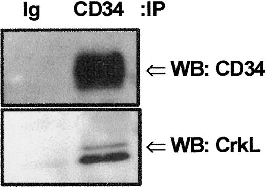 Fig. 4. Detection of potential CrkL:CD34 interactions. / Endogenous CrkL and CD34 proteins associate in vivo. Coimmunoprecipitation (IP) studies were performed to confirm CrkL:CD34 interaction. KG1a cell lysates (8 × 106cells/point) were precleared with protein A–Sepharose, and proteins tightly associated with CD34 protein were coimmunoprecipitated with CD34 antibody (HPCA-1; 5 μg). Precipitated proteins were separated by 10% SDS-PAGE and transferred to nitrocellulose. Filters were cut according to protein size and immunoblotted (WB) either with rabbit anti-CrkL antibody or with mouse anti-CD34 antibody. CrkL and CD34 proteins were detected in the same sample coimmunoprecipitated with anti-CD34 but not in the sample precipitated with isotype-matched control immunoglobulin (MOPC 21). These results demonstrate that endogenous CrkL and CD34 proteins are associated, either directly or indirectly within a protein complex.