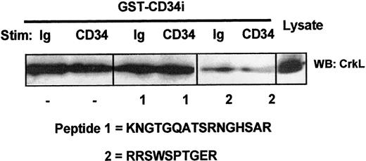 Fig. 5. Localization of the CrkL:CD34ifullinteraction domain on CD34. / Competitive inhibition of CrkL:CD34ifull association by intracellular CD34 peptide. To localize the putative CD34 domain that serves to interact with CrkL, competitive inhibition studies were performed using synthetic peptides corresponding to highly conserved domains within the intracellular tail of CD34. KG1a cell lysates (4 × 106 cells/point) were precleared with GST-Sepharose. Prior to pull-down with GST-CD34ifull fusion protein, certain samples were incubated 30 minutes with 200 μg/mL CD34 peptide No. 1 or No. 2, as indicated. Following SDS-PAGE and transfer to nitrocellulose membrane, proteins present in GST-CD34ifull–precipitated material were immunoblotted (WB) with rabbit anti-CrkL antibody. Binding of CrkL was competed with peptide No. 2 (RRSWSPTGER), thereby demonstrating that CrkL specifically interacts with CD34 (directly or indirectly) at a CD34 domain corresponding to this sequence. The location of this intracellular sequence corresponds to a region near the transmembrane domain that is encoded in both full-length and truncated CD34 proteins and that is entirely conserved between human, murine, and canine species. Peptide No. 1 was not able to inhibit CrkL, suggesting that interactions with CrkL do not occur at the corresponding CD34 domain that is nearer to the carboxyl tail of CD34.