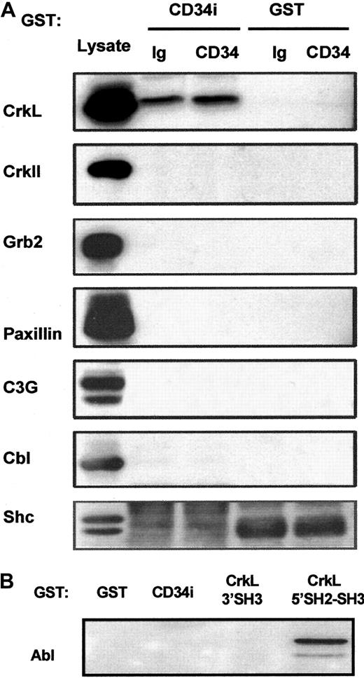 Fig. 7. Potential CD34 interactions with CrkII, Grb2, Shc, C3G, Cbl, paxillin, or Abl. / (A) GST-CD34ifull fusion protein pull-down studies. In an effort to detect associations between CD34 and other signaling intermediates in addition to CrkL, GST-CD34ifullprecipitation studies were performed, and precipitated proteins were immunoblotted. KG1a cells were stimulated briefly (30 minutes) with 9C5 anti-CD34 (“CD34”) or MOPC 21 isotype control (“Ig”) in adhesion assays, and cells then were washed and lysed. Lysates from 4 × 106 cells per point were precleared with GST-Sepharose, and proteins were precipitated with 20 μg GST-CD34ifull (“CD34i”) or 20 μg GST (“GST”) protein, as indicated. Proteins were separated by SDS-PAGE, transferred to nitrocellulose membrane, and filters were cut according to protein size. Membranes were then immunoblotted with antibodies, as indicated, to determine whether CrkII, Grb2, paxillin, C3G, Cbl, or Shc proteins were present in the protein complex precipitated by GST-CD34ifull. As a positive control for immunoblotting, KG1a lysate was loaded in neighboring lanes, shown at left. Results demonstrate that CrkL protein was selectively precipitated with the GST-CD34ifull fusion protein and that CrkII, Grb2, Shc C3G, Cbl, and paxillin proteins could not be detected in precipitated material. Thus, GST-CD34ifull apparently does not tightly associate with these proteins under conditions employed in our assays. (B) GST-CD34ifull and GST-CrkL pull-down studies. In experiments similar to those described in Figure 5, GST-fusion proteins were used to precipitate c-Abl from KG1a lysates. Abl was identified by immunoblotting with anti-Abl antibody. GST-CD34ifull did not detectably precipitate c-Abl protein; in contrast, Abl was precipitated with GST-CrkL5′SH2-SH3, an important positive control for our studies.