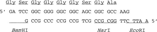 Fig. 1. The linker fragment used to bridge Epo encodes a peptide of 9 residues. / When annealed, the 2 oligonucleotides shown in this figure present protruding BamHI and EcoRI extremities. On translation of the mouse or human Epo dimers, they lead to the production of the peptide sequence indicated at the top.
