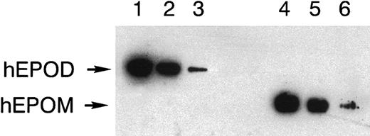 Fig. 2. ELISA overestimates dimeric erythropoietin by 5 times. / (Lane 1) 3 U, (lane 2) 2 U, and (lane 3) 1 U human HA-tagged dimeric erythropoietin and 0.6 U (lane 4), 0.4 U (lane 5), and 0.2 U (lane 6) human HA-tagged monomeric erythropoietin (as measured by R&D ELISA) were run on SDS-PAGE, blotted, and detected with an anti-HA antibody.