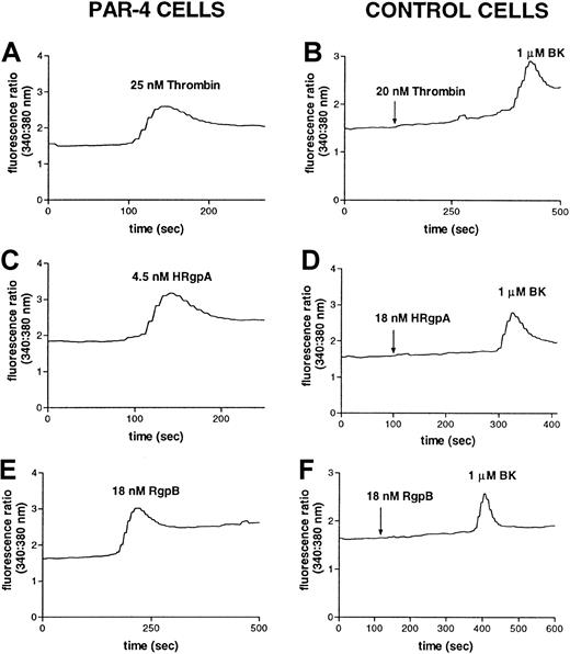 Fig. 7. The gingipains induce responses in PAR-4–transfected cells. / Increase in intracellular calcium levels in N1LF PAR-4 cells following treatment with (A) 25 nM thrombin, (C) 4.5 nM HRgpA, or (E) 18 nM RgpB. N1LF cells were treated with (B) 25 nM thrombin, (D) 18 nM HRgpA, or (F) 18 nM RgpB, followed by treatment with 1 μM bradykinin. The traces are representative of 3 observed.