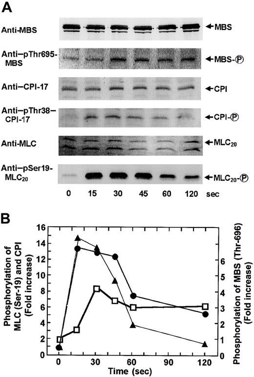 Fig. 3. STA2-induced phosphorylation of CPI, MBS at Thr-696, and MLC20 at Ser-19 in intact platelets. / Human platelets were stimulated with 0.5 μM STA2 at 37°C without stirring for 0, 15, 30, 45, 60, and 120 seconds, as indicated, and whole platelet lysates originating from 30 μL of platelet suspension were resolved by SDS-PAGE. This was followed by immunoblotting with respective antibodies, including anti-MBS, anti–pThr695-MBS, anti–CPI-17, anti–pThr38–CPI-17, anti-MLC and anti–pSer19-MLC20. (A) Paired sets of representative immunoblots. (B) The extent of STA2-induced phosphorylation of CPI (▴), MBS at Thr-696 (■), or MLC20 at Ser-19 (●). Results are expressed as fold increase in phosphorylation of each protein relative to the level at 0 second. Densities of the immunoreactive bands determined with each antiphosphoprotein antibody were normalized according to that of each total protein. Similar results were obtained in 3 other experiments using different donor platelets.