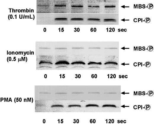 Fig. 4. Phosphorylation of CPI and MBS at Thr-696 after stimulation of intact platelets with thrombin, ionomycin, or PMA. / Human platelets were stimulated with 0.1 U/mL thrombin, 0.5 μM ionomycin, or 50 nM PMA for the indicated time at 37°C under conditions of nonstirring, and whole platelet lysates originating from 30 μL of platelet suspension were resolved by SDS-PAGE. This was followed by immunoblotting with anti–pSer19-MLC20 and anti–pThr38–CPI-17 antibodies. Similar results were obtained in 3 other experiments using different donor platelets.