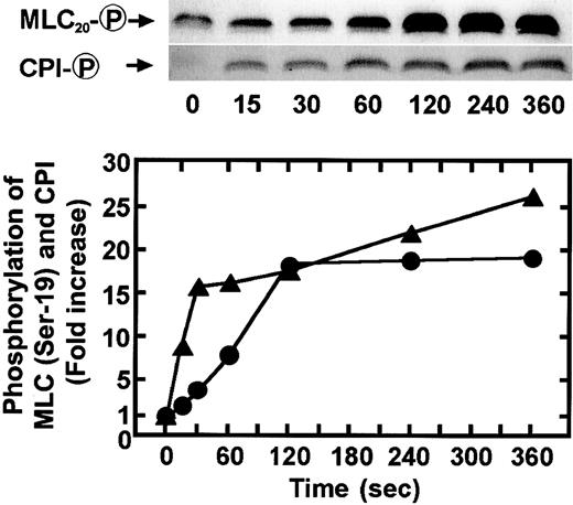 Fig. 5. PMA-induced phosphorylation of CPI and MLC20at Ser-19 in intact platelets. / Human platelets were stimulated with 100 nM PMA for the indicated time at 37°C under conditions of nonstirring, and whole platelet lysates originating from 30 μL of platelet suspension were resolved by SDS-PAGE. This was followed by immunoblotting with anti–pSer19-MLC20 and anti–pThr38–CPI-17 antibodies. Results were expressed as fold increase in phosphorylation of each protein relative to the level at 0 second. Densities of the immunoreactive bands determined with each antiphosphoprotein antibody were normalized according to total of each protein. Similar results were obtained in 3 other experiments using different donor platelets.