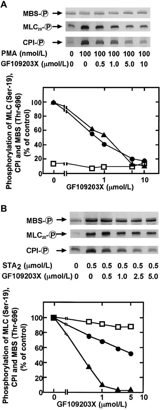 Fig. 6. Inhibitory effects by a PKC inhibitor GF109203X on PMA- or STA2-induced phosphorylation of MBS at Thr-696, CPI, and MLC20 phosphorylation at Ser-19 in intact platelets. / Human platelets pretreated with various concentrations of GF109203X for 2 minutes were stimulated with 100 nM PMA (A) or 0.5 μM STA2 (B) for 30 seconds at 37°C under conditions of nonstirring, and whole platelet lysates originating from 30 μL of platelet suspension were resolved by SDS-PAGE. This was followed by immunoblotting with anti–pThr695-MBS, anti–pThr38–CPI-17, and anti–pSer19-MLC20 antibodies. Inhibitory effects by GF109203X on agonist-induced phosphorylation of CPI (▴), MBS at Thr-696 (■), and MLC20 at Ser-19 (●) were expressed as a percentage of the phosphorylation level of platelets induced by each agonist. Inhibition of PMA-induced MBS phosphorylation by GF109203X was expressed as a percentage of the phosphorylation level found in STA2-stimulated platelets without GF109203X. Values represent the average of 3 experiments (SD < 10%).