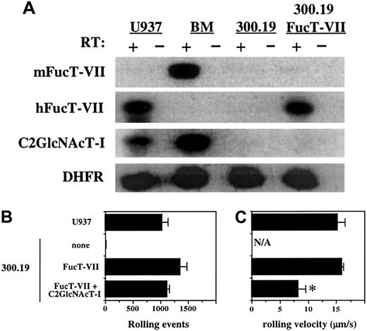 Fig. 1. Enforced expression of FucT-VII in a C2GlcNAcT-I− lymphoid cell line confers binding to E-selectin. / (A) Expression of FucT-VII and C2GlcNAcT-I in 300.19 cells and 300.19/FucT-VII cells. RT-PCR analysis was performed as described in “Materials and methods.” Murine bone marrow and U937 cells were used as positive controls. Levels of FucT-VII mRNA in 300.19/FucT-VII/C2GlcNAcT-1(L) cells were similar to those of FucT-VII in 300.19/FucT-VII cells (data not shown). (B) Rolling of 300.19, 300.19/FucT-VII, and 300.19/FucT-VII/C2GlcNAcT-I cells on CHO/E-selectin. Data are presented as mean ± SD of total rolling events. (C) Rolling velocity of 300.19, 300.19/FucT-VII, and 300.19/FucT-VII/C2GlcNAcT-I cells on E-selectin. Rolling velocity (± SD) of cells from panel B are presented. For both panels B and C, U937 cells are included for comparison and as a positive control. Data represent one of 4 similar experiments. Asterisk indicates statistically different (P < .05) from 300.19/FucT-VII.