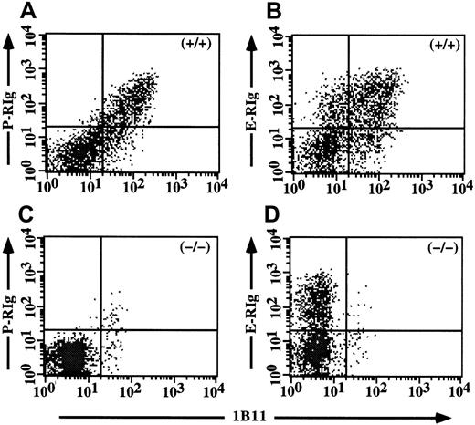 Fig. 5. Expression of C2GlcNAcT-I correlates with P-selectin ligands but not with E-selectin ligands on activated T cells. / Two-color analysis of 1B11 versus P-RIgM (A) or E-RIgM (B) in WT Th1 cells. Concordant staining is seen with P-RIgM, but not with E-RIgM, where 1B11+/E-RIgM− and 1B11−/E-RIgM+ subsets are also seen. (C, D) Analysis of C2GlcNAcT-I−/− Th1 cells as for panels A and B. As expected, no staining is seen for 1B11 or P-RIgM (C), but a clear subset of cells is E-RIgM+ but 1B11−(D).