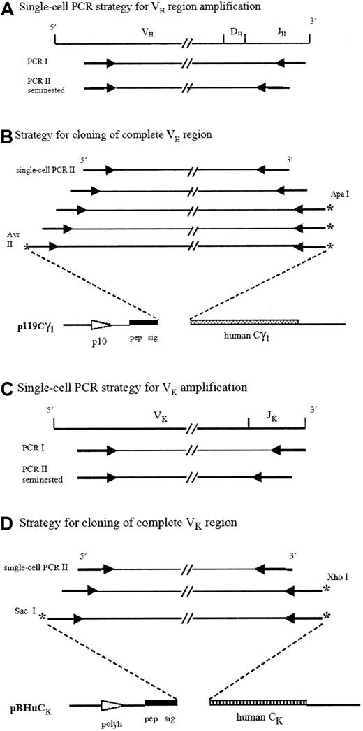 Fig. 1. Strategies for V region amplifications and cloning. / VH and Vκ gene fragments were amplified by a single-cell PCR technique using a seminested PCR as second reaction (A,C). Four sets of PCR were necessary for the 5′ extension of VH regions (B), and 2 sets of PCR were required for the 5′ extension of Vκ regions (D). Gene fragments were cloned in a forced orientation (B,D). *Unique restriction cloning sites; Pep sig indicates signal peptide; polyh, polyhedrine promoter; p10, p10 promoter.