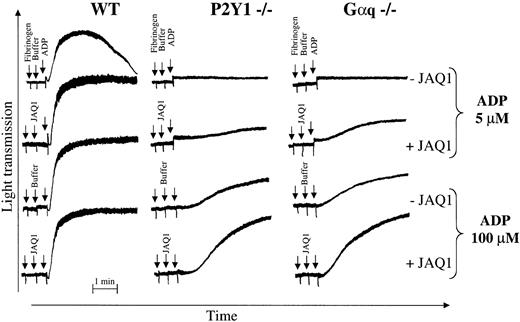 Fig. 4. JAQ1-mediated potentiation of ADP-induced activation is independent of P2Y1 or Gαq. / Washed platelets from wild-type (WT), P2Y1-deficient (P2Y1−/−), or Gαq-deficient (Gαq−/−) mice were activated with ADP (5 or 100 μM) in the presence or absence of JAQ1 (10 μg/mL). Shape change was blocked in P2Y1- and Gαq-deficient mice.
