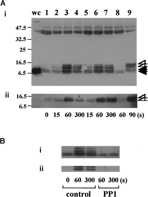 Fig. 1. Stimulation of platelets with vWF plus botrocetin induces tyrosine phosphorylation of FcR γ-chain. / (A) Human platelets were preincubated for 10 minutes at 37°C with a vehicle solution (lanes 1-4, 9), 1 mM RGDS plus 1 mM EGTA (lanes 5-7), or 20 μg/mL jararaca GPIb-BP (lane 8). After stimulation with 6 μg/mL botrocetin plus 10 μg/mL vWF (lanes 1-8) or 50 μg/mL collagen (lane 9) for the indicated time periods, the reactions were terminated by the addition of lysis buffer. The platelet lysates were then precipitated with GST-Syk-SH2. (B) After preincubation with 0.25% dimethyl sulfoxide (DMSO) as control or 10 μM PP1 for 5 minutes at 37°C, the human platelets were activated by the addition of 6 μg/mL botrocetin plus 10 μg/mL vWF for the indicated time frames. The cells were processed for precipitation with GST-Syk-SH2 as described in the legend for A. For A and B, precipitated proteins were then separated by SDS-PAGE (15% polyacrylamide) and immunoblotted with anti-FcR γ-chain (i) and 4G10 plus PY20 (ii). The numbers below the panels show time in seconds. The data are representative of 3 experiments. The open arrowheads indicate the proteins of 13, 11 kd. The closed arrowheads indicate the proteins of 8.5, 7 kd. wc indicates whole cell lysates.