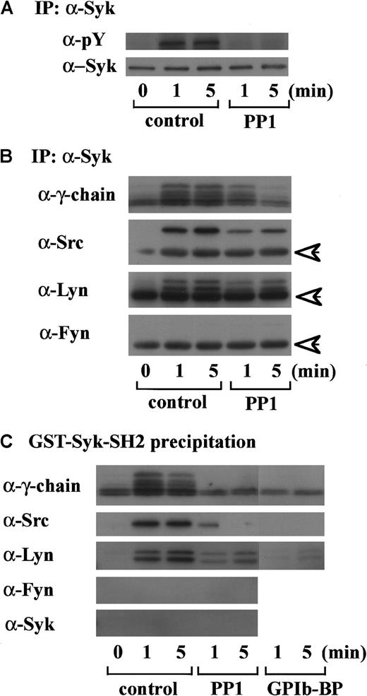Fig. 2. Tyrosine phosphorylation of Syk and its association with FcR γ-chain, Src, and Lyn are dependent on Src kinase activity. / (A) After incubation with 0.25% DMSO as the vehicle control or 10 μM PP1 for 5 minutes at 37°C, human platelets were stimulated with 6 μg/mL botrocetin plus 10 μg/mL vWF for the indicated time periods. The lysates were immunoprecipitated with anti-Syk MoAb. Precipitated proteins were then separated by SDS-PAGE and immunoblotted with 4G10 plus PY20 and anti-Syk MoAb. (B) Precipitated proteins with anti-Syk MoAb obtained in A were separated by SDS-PAGE and analyzed by immunoblotting with anti-FcR γ-chain, anti-Src, anti-Lyn, and anti-Fyn Abs as indicated in the left of each panel. (C) After pretreatment with 0.25% DMSO (control), 10 μM PP1 or 20 μg/mL jararaca-GPIb-BP, human platelets were stimulated with vWF plus botrocetin. The lysates were precipitated with GST-Syk-SH2, and the precipitated proteins were separated by SDS-PAGE and analyzed by immunoblotting with anti-FcR γ-chain, anti-Src, anti-Lyn, anti-Fyn, and anti-Syk Abs. The data are representative of 3 experiments. The arrows represent the band derived from the heavy chains of IgG. pY indicates phosphotyrosine.