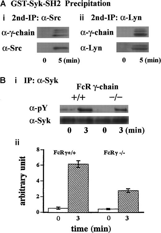 Fig. 3. FcR γ-chain associated with Src and Lyn is required for tyrosine phosphorylation of Syk. / (A) Samples were prepared as described in the legend for Figure 2C. The precipitates with GST-Syk-SH2 from human platelet lysates were eluted with Glutathione Elution Buffer (10 mM glutathione in50 mM Tris/HCl, pH 8.0), and the resultant eluates were subjected to re-immunoprecipitation with anti-Src and anti-Lyn MoAbs, respectively. Precipitated proteins were separated by SDS-PAGE and were analyzed by immunoblotting with anti-FcR γ-chain (i and ii), anti-Src (i), and anti-Lyn (ii) Abs. (Bi) Washed platelets prepared from wild-type C57BL/6 and FcR γ-chain–deficient mice were stimulated with 6 μg/mL botrocetin plus 10 μg/mL vWF for 3 minutes. Syk was immunoprecipitated from the lysates, and precipitates were separated by SDS-PAGE and analyzed with 4G10 plus PY20 and anti-Syk immunoblotting. pY indicates phosphotyrosine. (Bii) Level of Syk tyrosine phosphorylation shown in Bi was quantified by densitometry. Columns and error bars represent means ± SEM (n = 3).