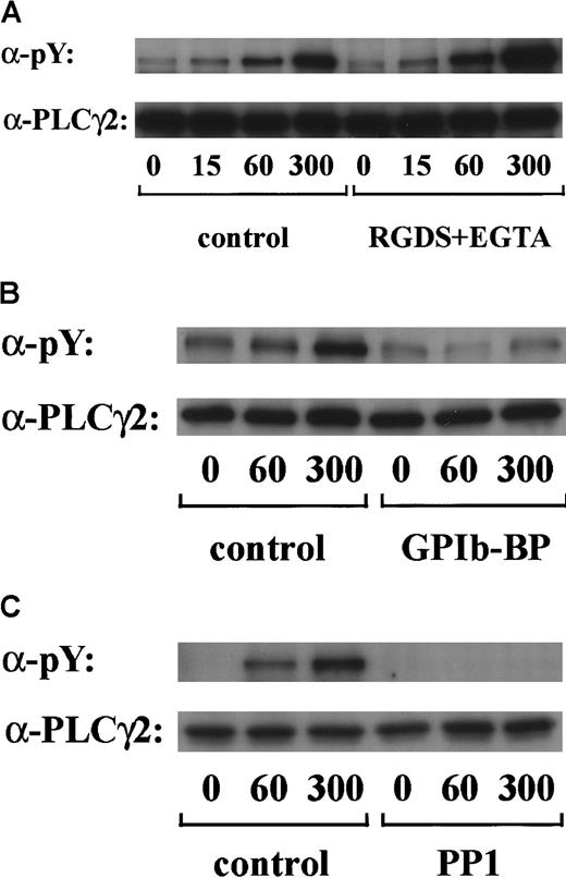 Fig. 5. GPIb-vWF interaction induces tyrosine phosphorylation of PLCγ2, independently of integrin αIIbβ3 signaling. / Human platelets were preincubated with a vehicle solution as the control (A-C, left panels), 1 mM RGDS peptide plus 1 mM EGTA (A, right panel), 20 μg/mL jararaca GPIb-BP (B, right panel), or 10 μM PP1 (C, right panel) for 5 minutes and then stimulated with 6 μg/mL botrocetin plus 10 μg/mL vWF for the indicated time periods. After cells were solubilized, PLCγ2 was isolated by immunoprecipitation with the corresponding Ab. Precipitated proteins were then separated by SDS-PAGE and analyzed by immunoblotting with 4G10 plus PY20. The membranes were reprobed by immunoblotting with anti-PLCγ2. The data are representative of 3 experiments. The numbers below the panels show time in seconds. pY indicates phosphotyrosine.