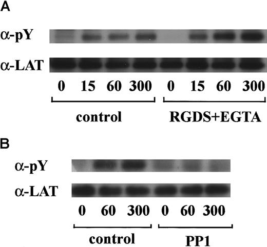 Fig. 6. LAT is tyrosine-phosphorylated in GPIb-mediated platelet activation. / Human platelets were preincubated with a vehicle solution as the control (A and B, left panels), 1 mM RGDS peptide plus 1 mM EGTA (A, right panel), or 10 μM PP1 (B, right panel) for 5 minutes and then activated with 6 μg/mL botrocetin plus 10 μg/mL vWF for the indicated time periods. After cell lysis, LAT was isolated by immunoprecipitation with the corresponding Ab. Precipitated proteins were then separated by SDS-PAGE and analyzed by immunoblotting with 4G10 plus PY20. The membranes were reprobed for anti-LAT by immunoblotting. The data are representative of 3 experiments. The numbers below the panels show time in seconds. pY indicates phosphotyrosine.