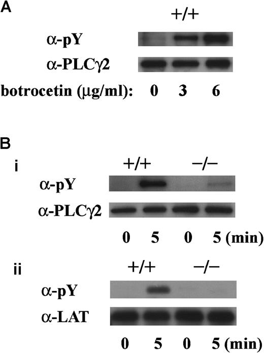 Fig. 8. GPIb-stimulated tyrosine phosphorylation of LAT and PLCγ2 are absent in platelets lacking FcR γ-chain. / (A) Washed platelets from wild-type C57BL/6 mice were stimulated with 10 μg/mL vWF plus 0, 3, or 6 μg/mL botrocetin for 5 minutes. After lysis, platelets were immunoprecipitated with anti-PLCγ2 Ab. (B) Washed platelets from wild-type C57BL/6 and FcR γ-chain–deficient mice were stimulated with 6 μg/mL botrocetin plus 10 μg/mL vWF for the indicated time periods. After lysis, PLCγ2 (i) and LAT (ii) were immunoprecipitated with the corresponding Ab, respectively. The precipitated proteins in A and B were separated by SDS-PAGE and were analyzed by 4G10 plus PY20 immunoblotting. The loaded proteins were confirmed to be at comparable levels by immunoblotting with the corresponding Ab. The data are representative of 3 experiments. pY indicates phosphotyrosine.