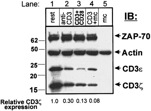 Fig. 4. Varying activation conditions results in differential loss of CD3ζ. / Resting CD4 T cells (lane 1) were cultured for 72 hours in the presence of immobilized anti-CD3 (lane 2, anti-CD3), immobilized anti-CD3 and anti-CD28 (lane 3, CD3+CD28), or with anti-CD3 and autologous monocytes (lane 4, CD3+mc). Cells were purified through Ficoll, and residual monocytes were depleted with anti-CD14 coupled Dynabeads before lysis. Lysates containing equal protein levels (4.1 μg/ lane) were resolved on a 4% to 20% gradient reducing SDS-PAGE and blotted to nitrocellulose, cut into strips, and probed with anti–ZAP-70, antiactin, anti-CD3ε, and anti-CD3ζ antiserum. Lysates of purified monocytes (lane 5, mc) were run as blotting controls. The relative expression of CD3ζ determined by dividing the band densities in activated cells by the band density in resting CD4 T cells is indicated at the bottom of each lane. This partial reduction of CD3ζ expression with CD3 and CD3/CD28-stimulated T cells was observed in 5 different experiments.