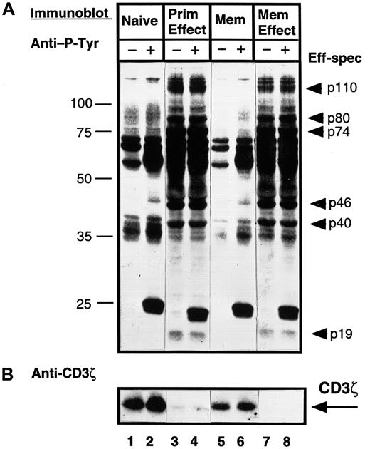 Fig. 6. Both primary and memory effectors exhibit similar tyrosine phosphorylation and loss of CD3ζ expression, whereas memory CD4 T cells are more similar to the naive subset. / Purified naive (CD45RA) and memory (CD45RO) CD4 T cells were isolated from PBMCs from an individual donor. Primary effector cells were generated from the CD45RA subset and memory effectors were generated from the CD45RO subset by activation with OKT3 antibody and autologous monocytes for 3 days. T-cell subsets were left untreated (−) or cross-linked for 2 minutes with IgM anti-CD3 antibody (+) before lysis. Lysates from 106 cell equivalents of naive (lanes 1 and 2), primary effector (lanes 3 and 4), memory (lanes 5 and 6), and memory effector (lanes 7 and 8) CD4 T cells were resolved on 12.0% SDS-PAGE, blotted to nitrocellulose, and probed sequentially with antiphosphotyrosine (A), followed by stripping and reprobing with anti-CD3ζ antiserum (B). These blots are representative results from 12 different donors. Eff-spec indicates effector-specific bands.