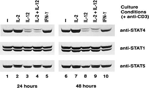 Fig. 2. Expression of STAT proteins in T cells cultured with cytokines. / CD3-activated T cells were cultured with or without cytokines, as indicated. Cells were harvested at the indicated times, whole-cell extracts were prepared, and Western blots were performed with anti-STAT4 (top panel). The membranes were reprobed with anti-STAT1 (middle panel) and anti-STAT5 (bottom panel). Representative data from 3 separate experiments are shown.