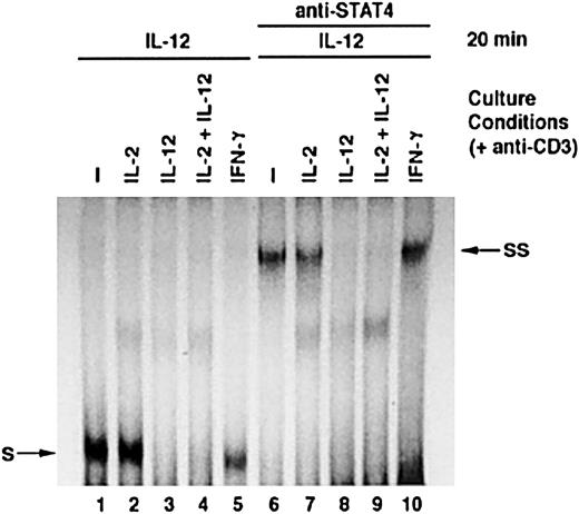 Fig. 3. IL-12–induced STAT4 DNA-binding activity in activated T cells cultured with cytokines. / Activated T cells were cultured with or without cytokines, as indicated, for 24 hours. All cells were then treated with IL-12 for 20 minutes. Nuclear extracts were prepared, and an EMSA was performed in the absence or presence of antibody to STAT4 as indicated. S: STAT4 and DNA complex. SS: Complex formed by STAT4, DNA, and anti-STAT4 antibody.