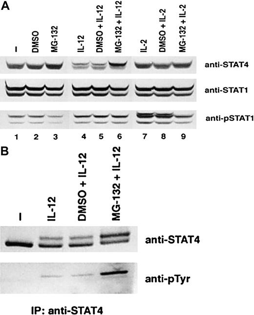 Fig. 6. Effect of proteasome pathway inhibitor MG-132 on the degradation of phospho-STAT4 protein. / Activated T cells were cultured with the inhibitor MG-132 (10 nM) or the solvent dimethyl sulfoxide (DMSO) for 1 hour and then cultured with or without cytokines as indicated for 6 hours. Whole-cell extracts were prepared. (A) Western blots were probed with anti-STAT4 (top panel). The membrane was reprobed with anti-STAT1 (middle panel) and anti–phospho-STAT1 (bottom panel). (B) STAT4 protein was immunoprecipitated with anti-STAT4 antibody. The Western blot was probed with anti-STAT4 (top panel) and reprobed with antiphosphotyrosine antibody (bottom panel).