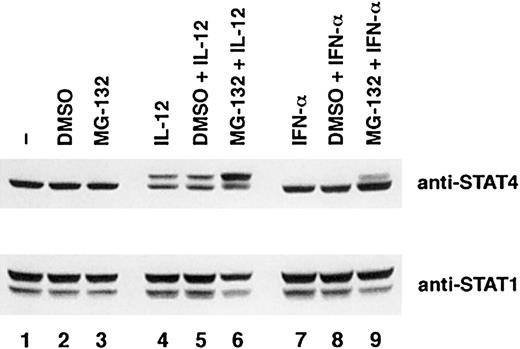 Fig. 7. Differential effects of MG-132 on STAT4 protein in IL-12 and INF-α signaling pathways. / Activated T cells were cultured with the proteasome inhibitor MG-132 (10 nM) or DMSO for 1 hour and then cultured with or without cytokines as indicated for 6 hours. Whole-cell extracts were prepared, and Western blots were probed with anti-STAT4 (top panel). The membrane was reprobed with anti-STAT1 as a quantity control (bottom panel).