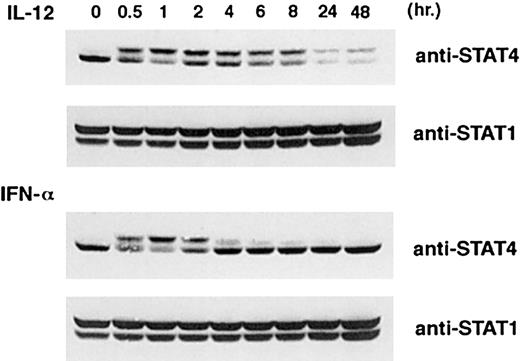 Fig. 8. Kinetics of STAT4 activation induced by IL-12 and INF-α. / Activated T cells were treated with IL-12 or INF-α for the time indicated. Whole-cell extracts were prepared, and Western blots were probed with anti-STAT4 (top and third panels). The membrane was reprobed with anti-STAT1 as a quantity control (second and bottom panels).